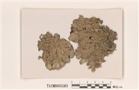 藏品(囊瓣裸緣梅衣)的圖片